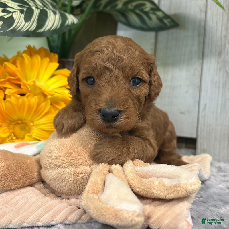 Mini Goldendoodle dogs Bentley (Micro Mini Boy) - Ad 1