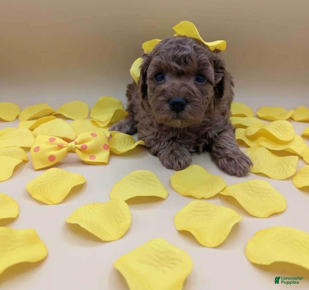 Toy Poodle dogs for sale: Toy Poodle Puppy 4 - Ad 7