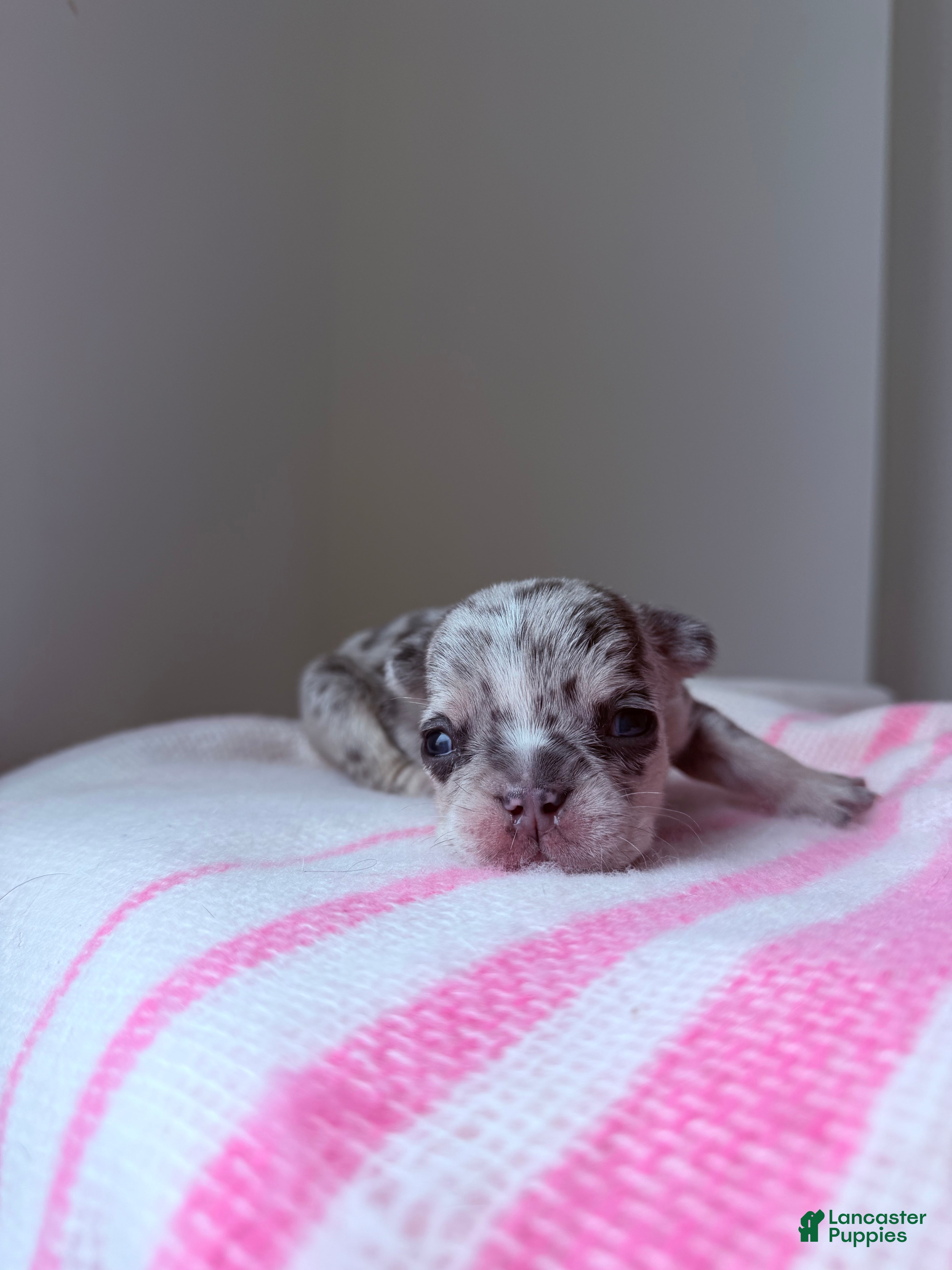 French Bulldog dogs Stormie - Ad 32