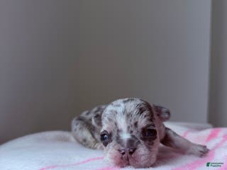 French Bulldog dogs Stormie - Ad 29