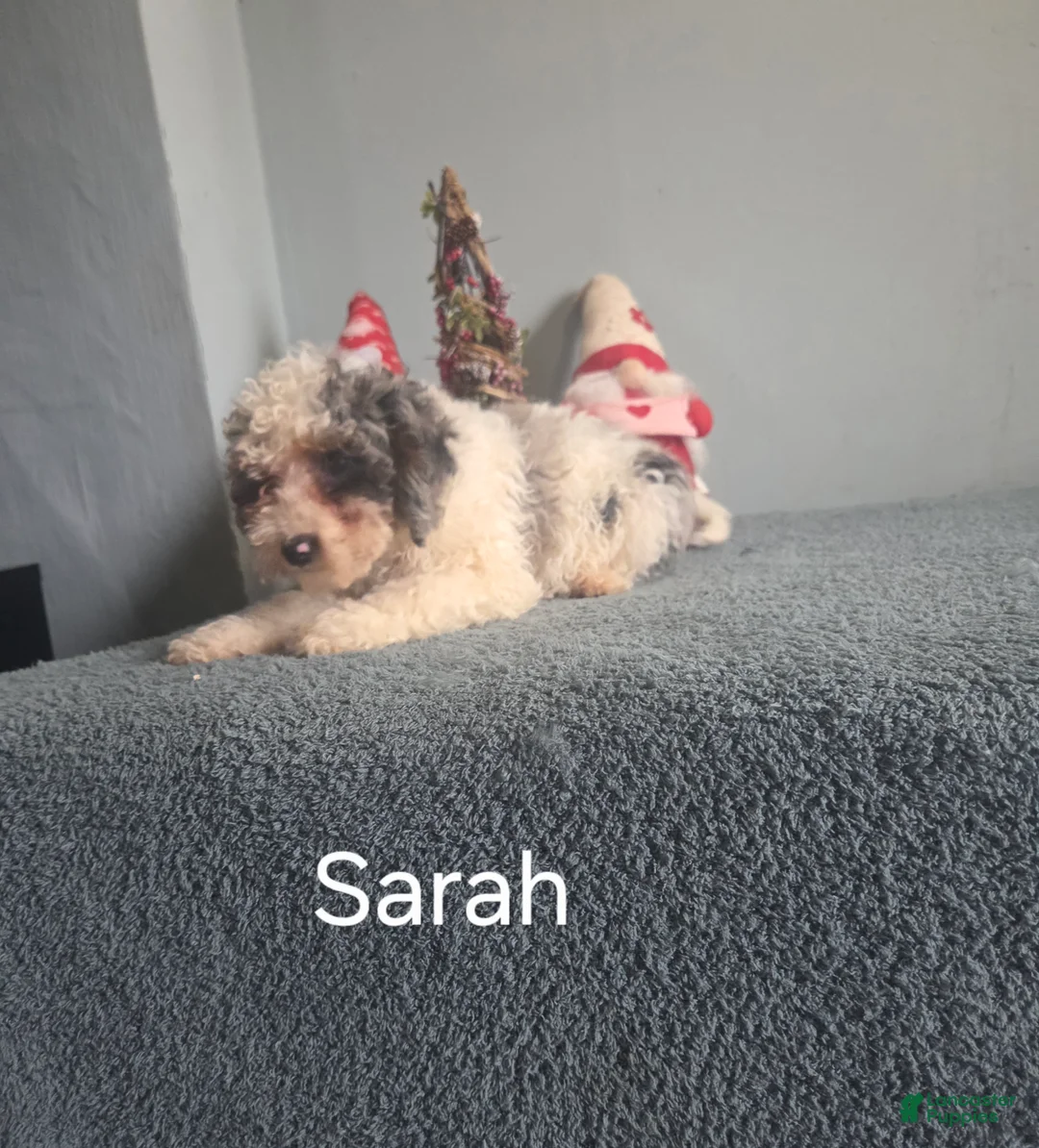 Cockapoo dogs for sale: Sarah - Ad 19