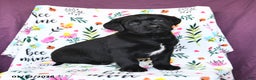 Labrador Retriever dogs for sale: Parker - Ad 3