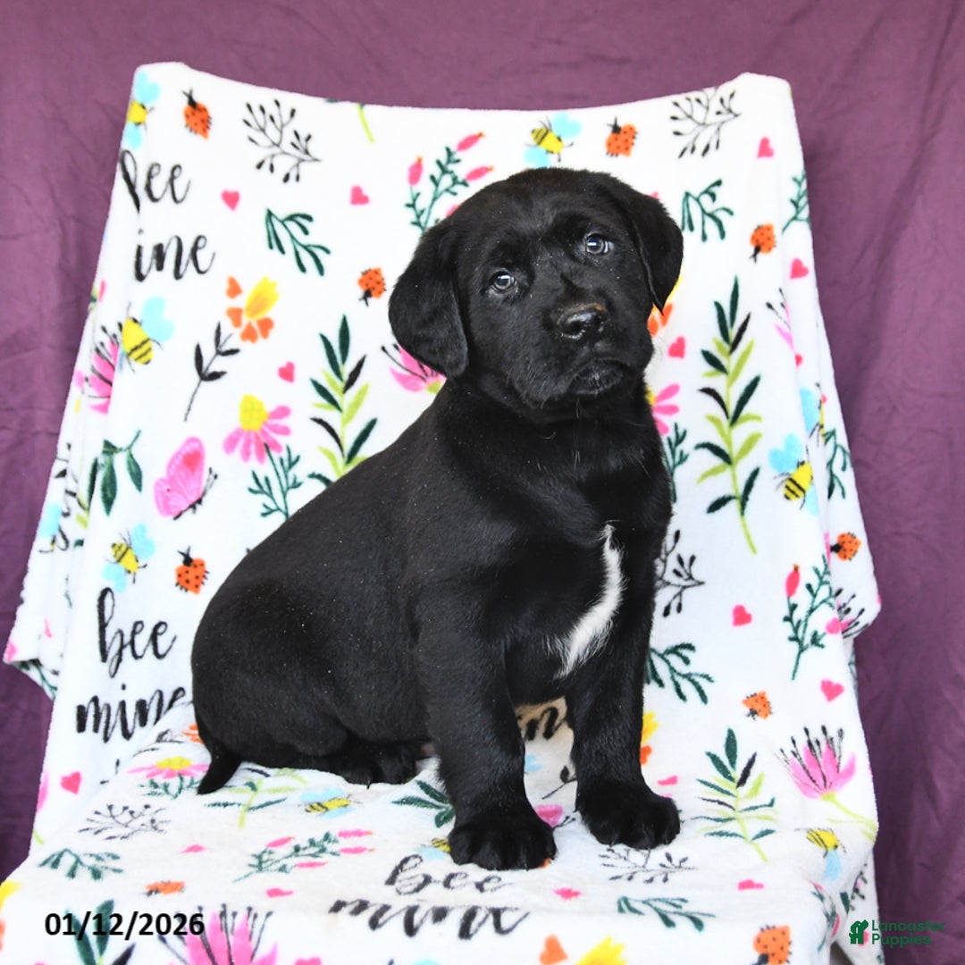 Labrador Retriever dogs for sale: Parker - Ad 3