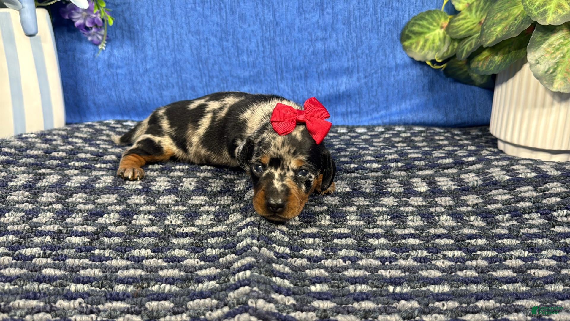 Miniature Dachshund dogs Miniature Dachshund 5 - Ad 31
