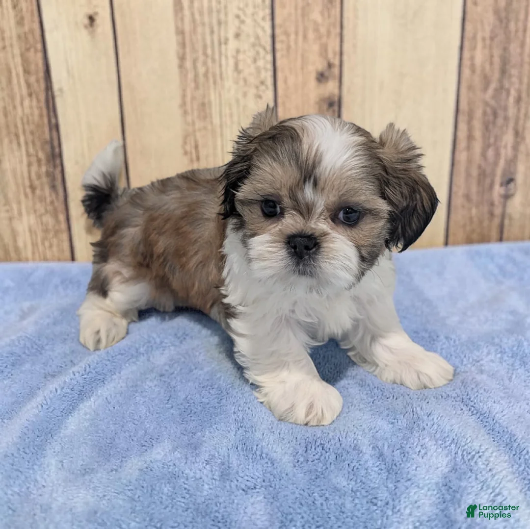 Shih Tzu dogs for sale: Rocky - Ad 2