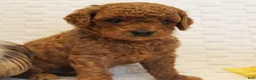 Cavapoo dogs for sale: Cider - Ad 3