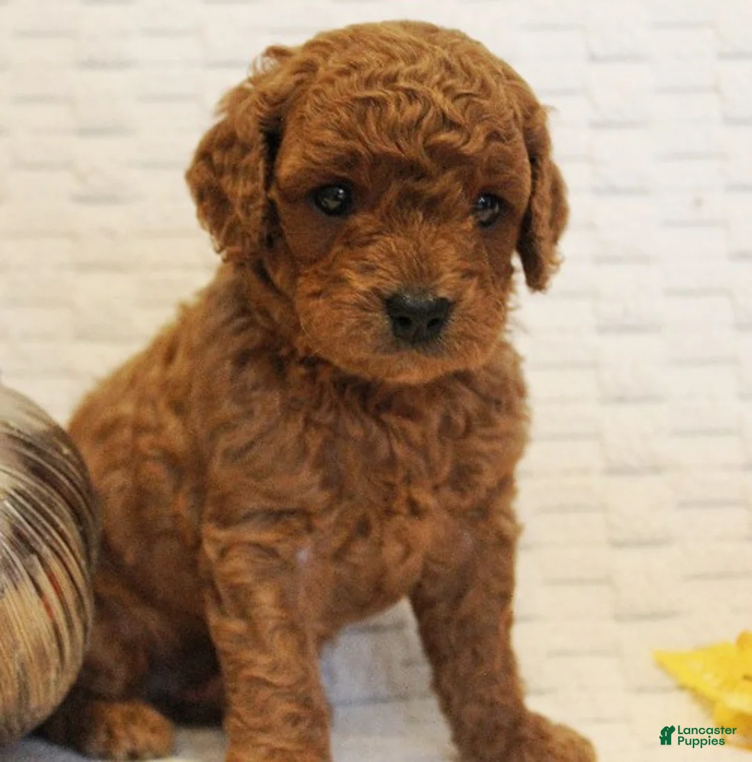 Cavapoo dogs for sale: Cider - Ad 3