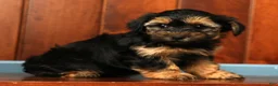 Yorkiepoo dogs for sale: Chase - Ad 7