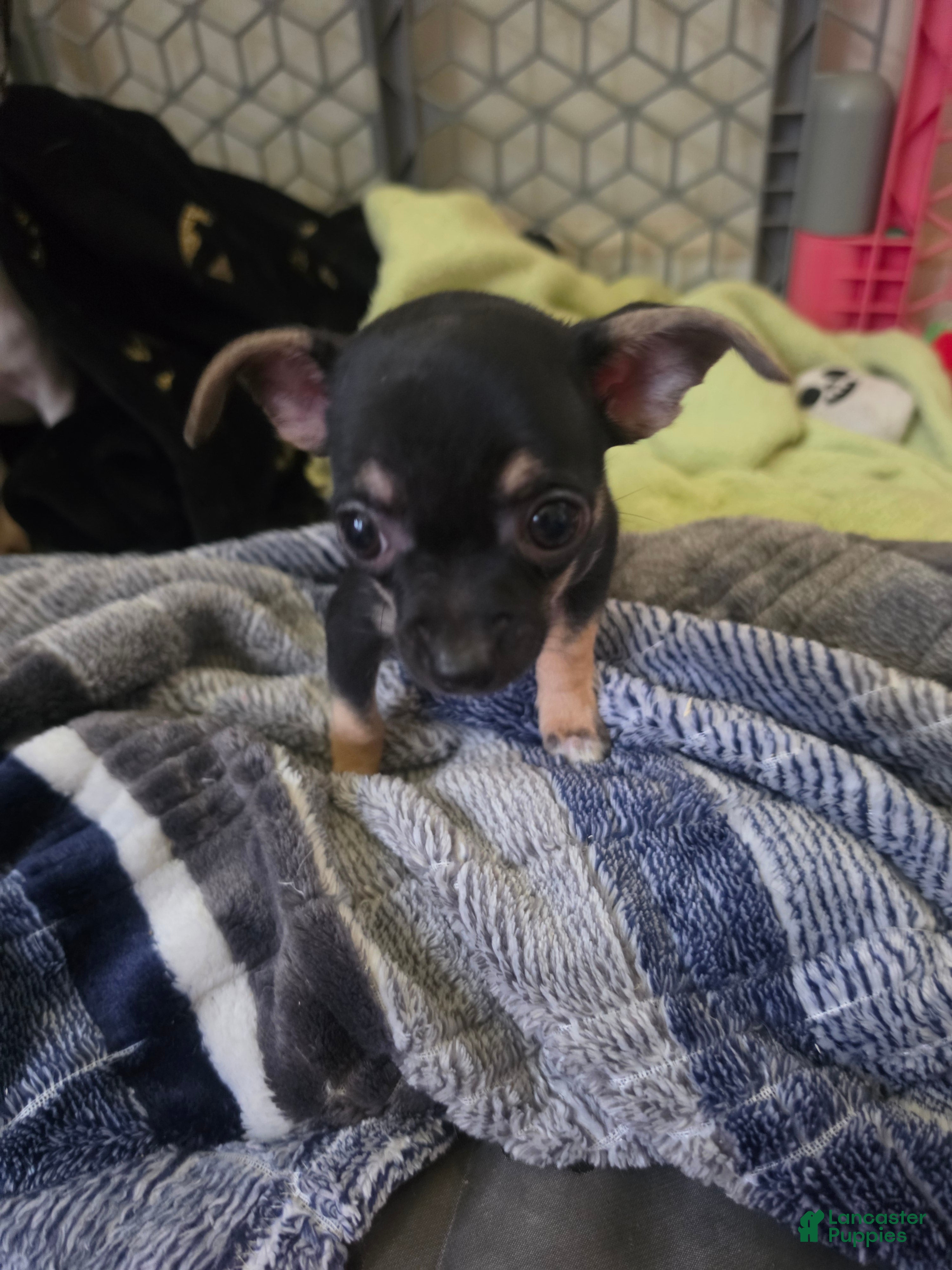 Chihuahua dogs Frankie (Chihuahua 3) - Ad 33