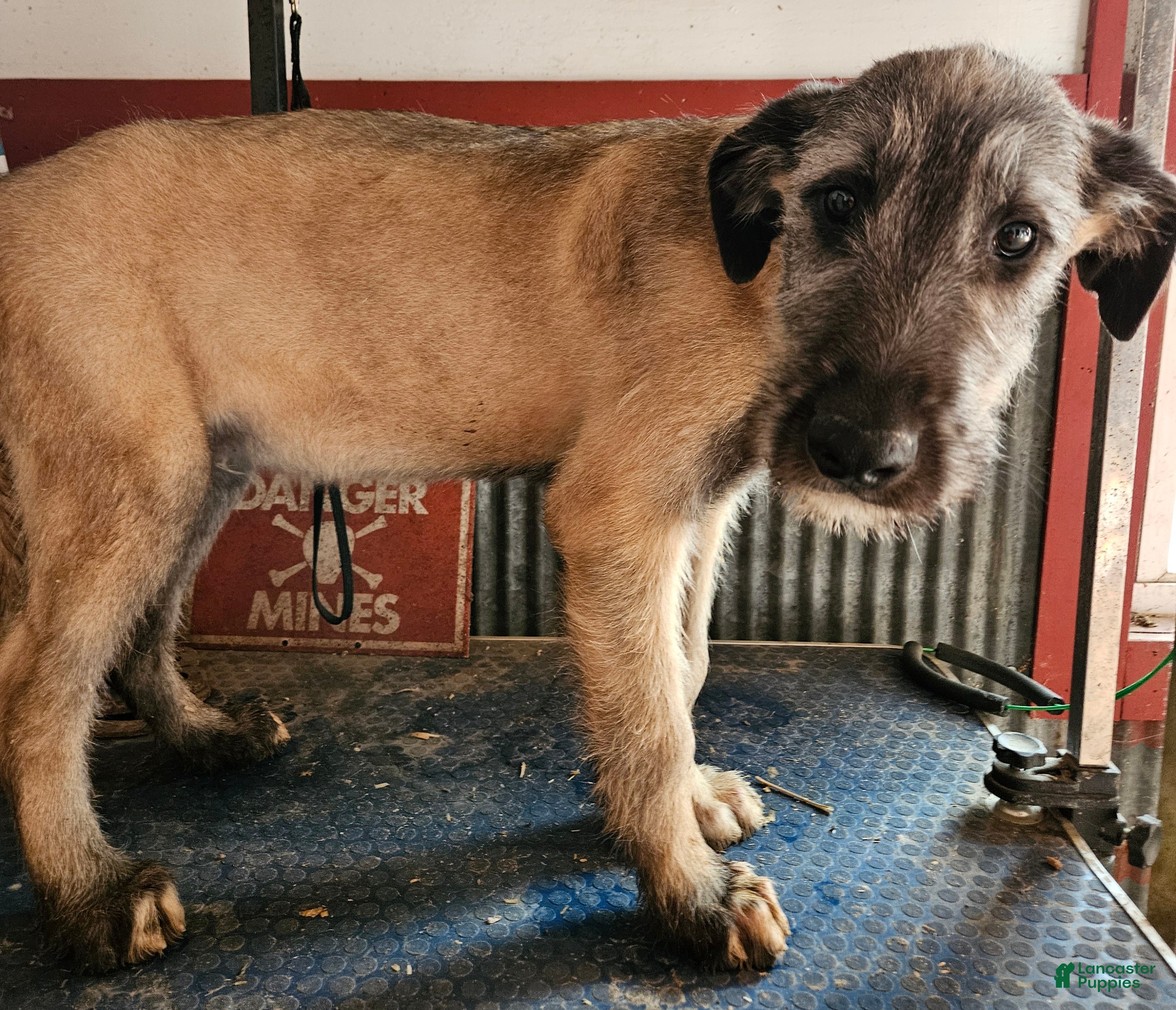 Irish Wolfhound dogs Irish Wolfhound Puppy 1 - Ad 1