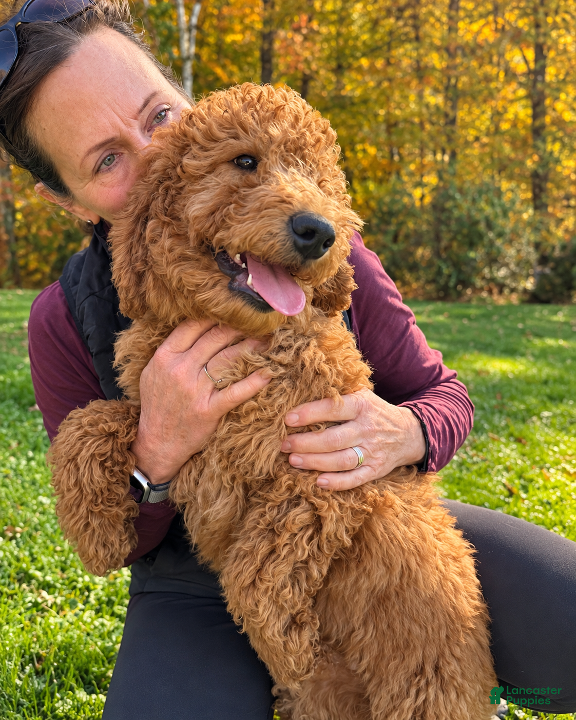 Goldendoodle dogs for sale: Sam Von BridleWoof  - Ad 18