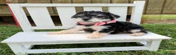 Yorkshire Terrier dogs for sale: Dolly - Ad 7