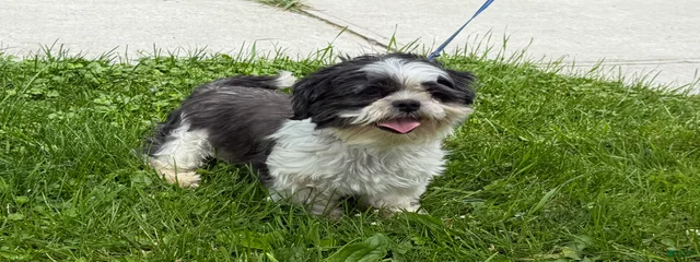 Shihtzu 