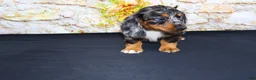 Miniature Dachshund dogs for sale: Avery - Ad 12