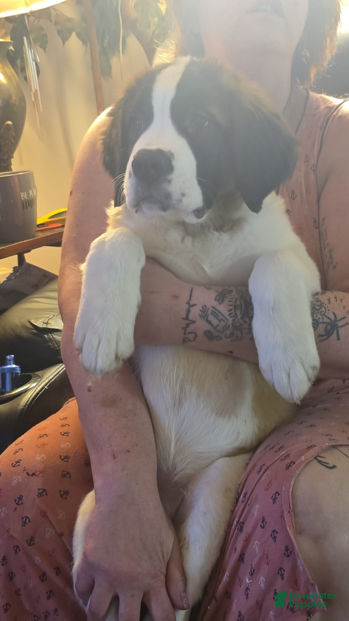 Saint Bernard dogs Saint Bernard Puppy 1 - Ad 1