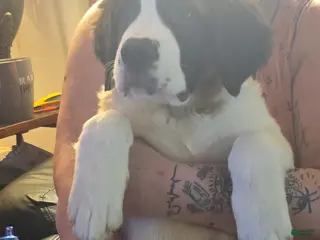 Saint Bernard dogs Saint Bernard Puppy 1 - Ad 3