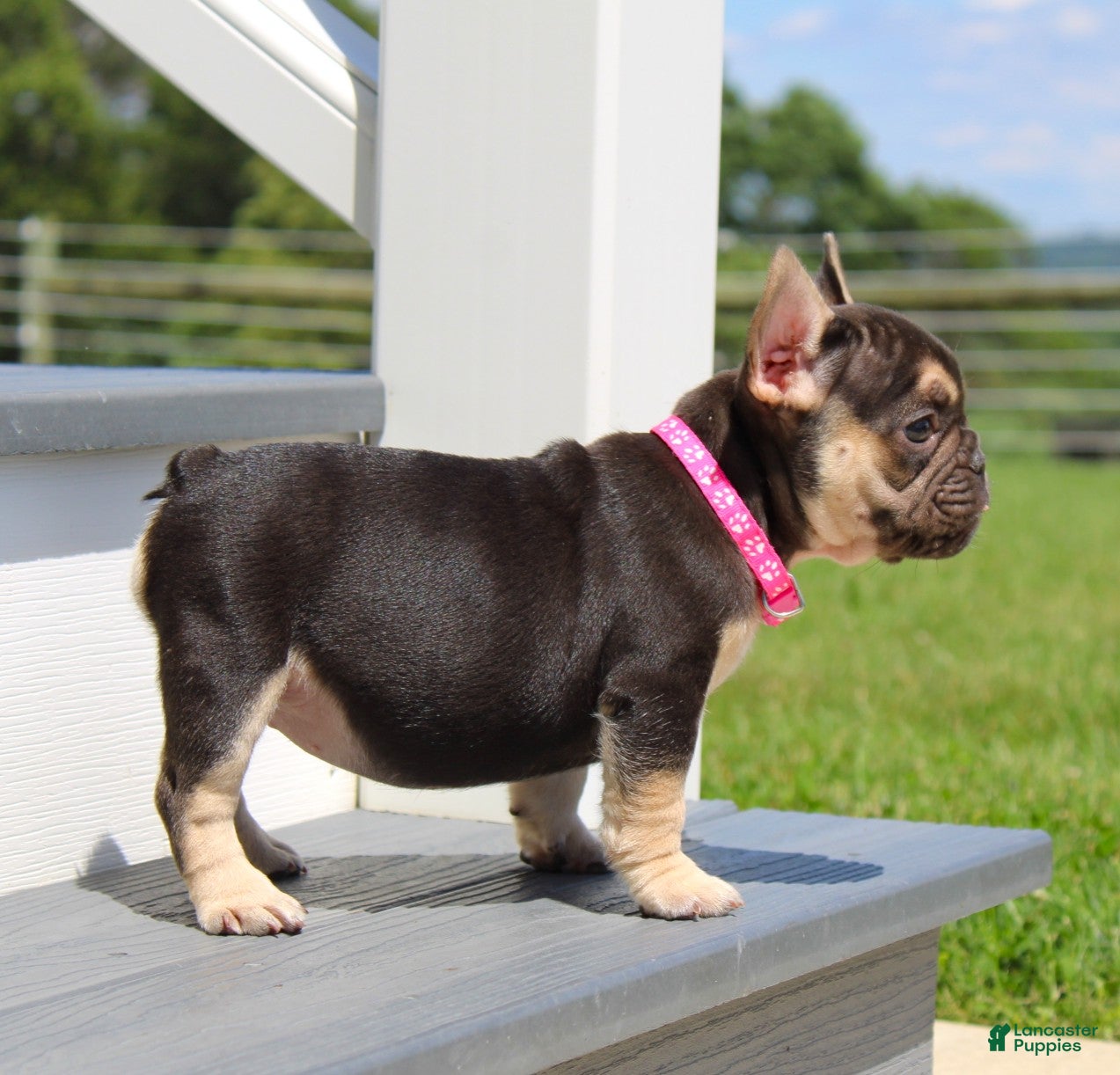French Bulldog dogs Mocha - Ad 1