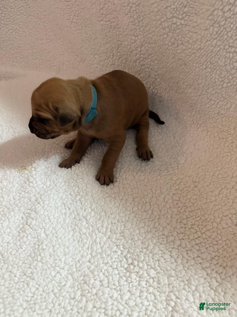 Rhodesian Ridgeback dogs Rhodesian Ridgeback 4 - Ad 32