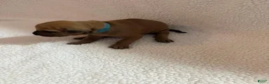 Rhodesian Ridgeback 4