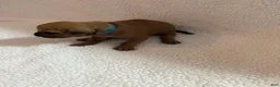 Rhodesian Ridgeback dogs for sale: Rhodesian Ridgeback 4 - Ad 1