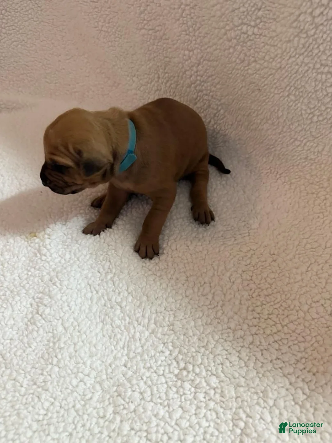 Rhodesian Ridgeback dogs for sale: Rhodesian Ridgeback 4 - Ad 1