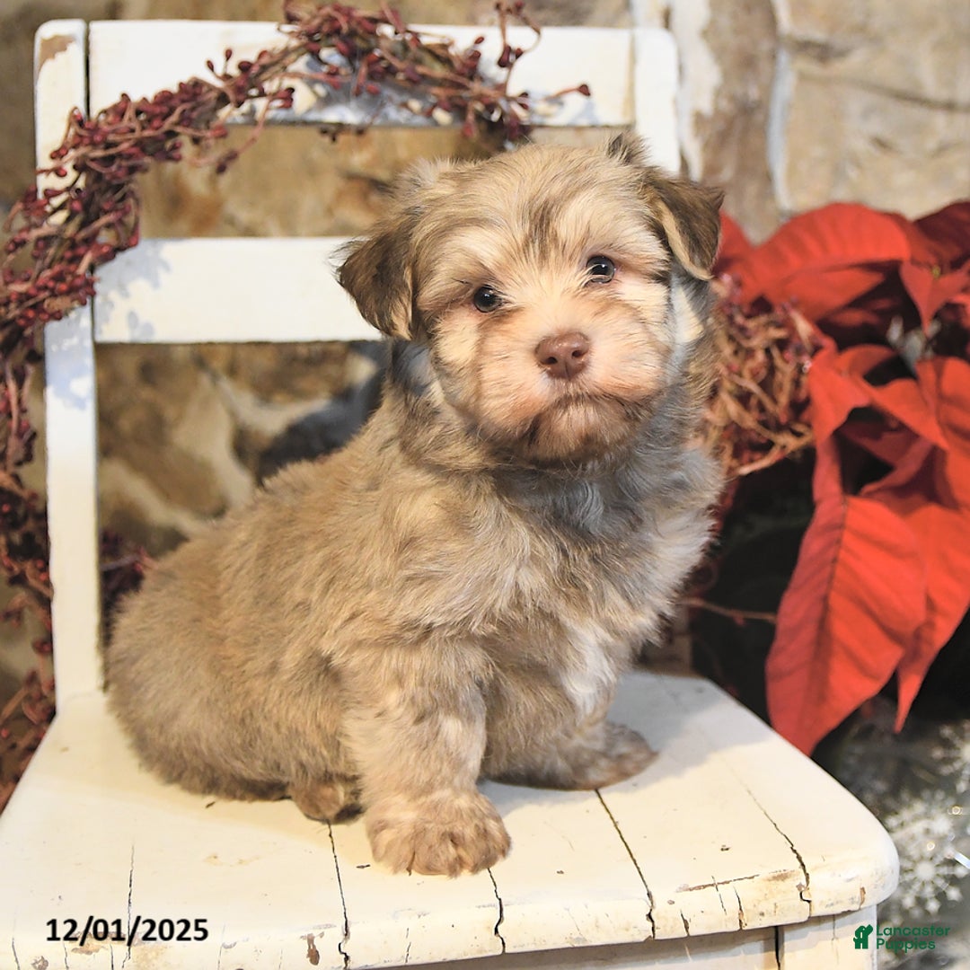 Havanese dogs for sale: Cooper - Ad 4