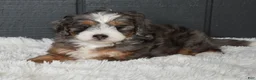 Mini Bernedoodle dogs for sale: Jodie F1b - Ad 8
