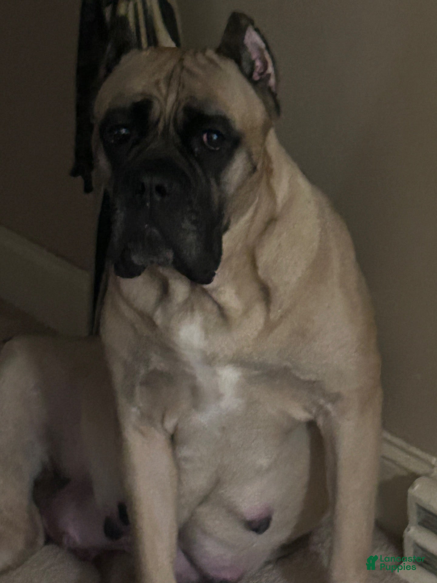 Cane Corso dogs Cane Corso 2 - Ad 2