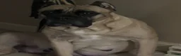 Cane Corso dogs for sale: Cane Corso 1 - Ad 2