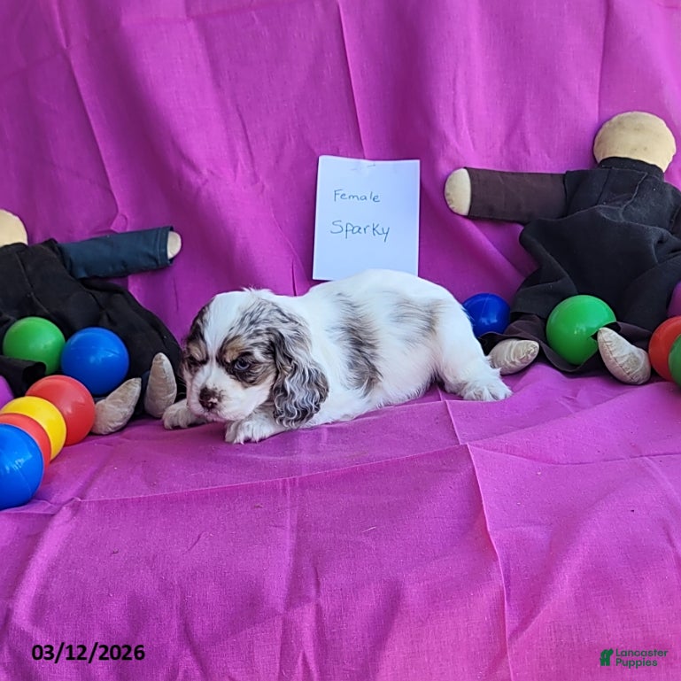 English Cocker Spaniel dogs Sparky - Ad 1