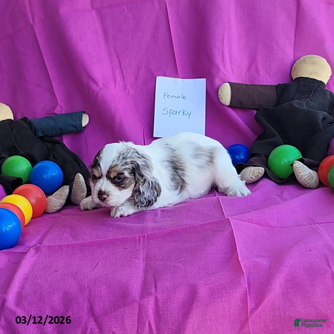 Cocker Spaniel dogs for sale: Sparky - Ad 1