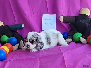 Cocker Spaniel dogs for sale: Sparky - Ad 1