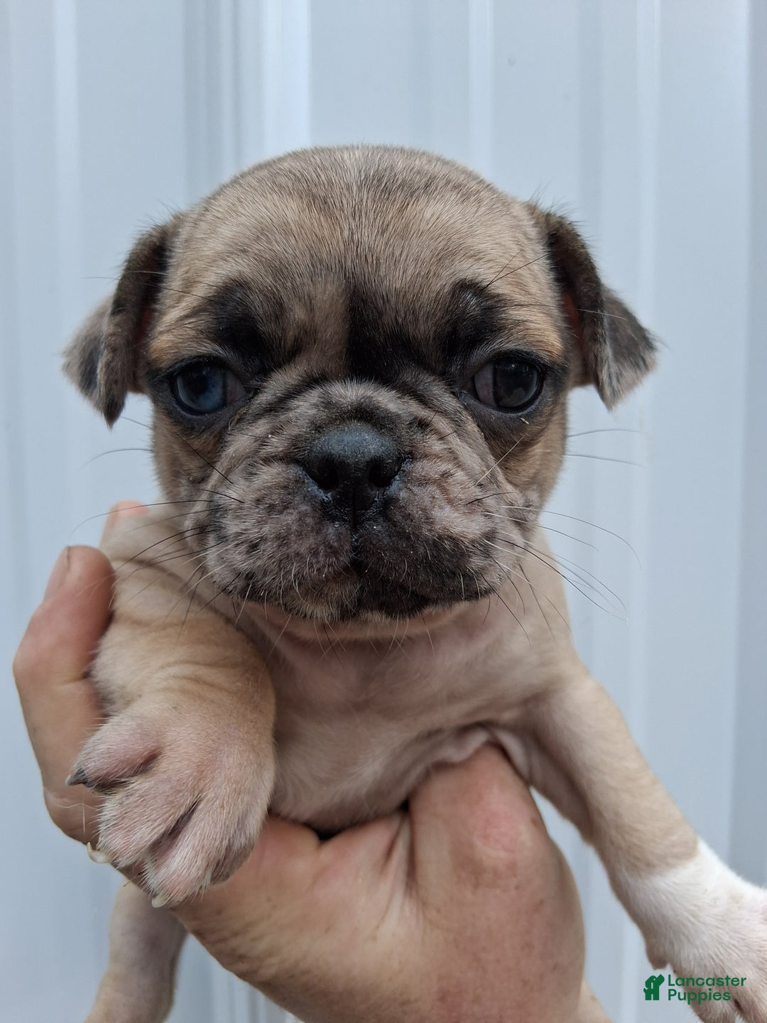 Pug dogs for sale: Darla  - Ad 1