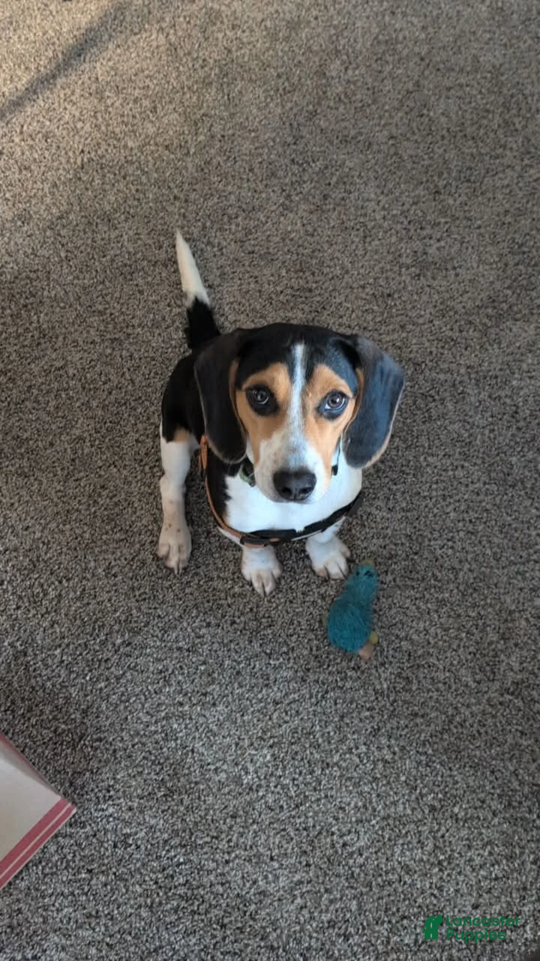 Beagle dogs for sale: Beagle 1 - Ad 1