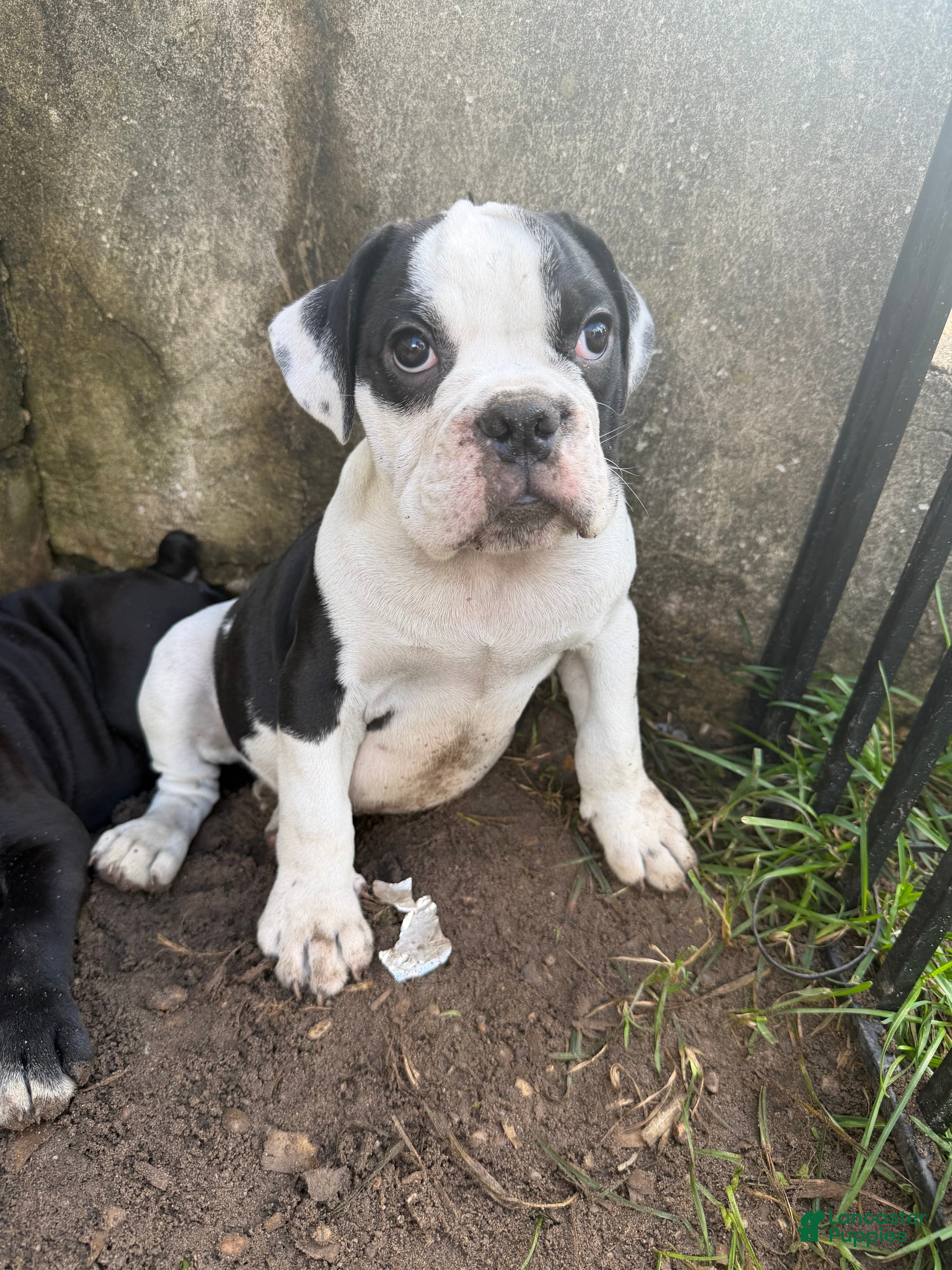 English Bulldog dogs English Bulldog 1 - Ad 10