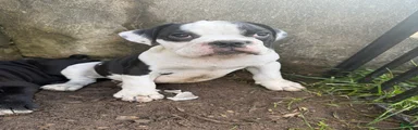 English Bulldog 1