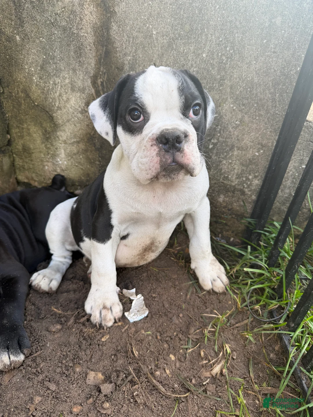 English Bulldog dogs for sale: English Bulldog 1 - Ad 1