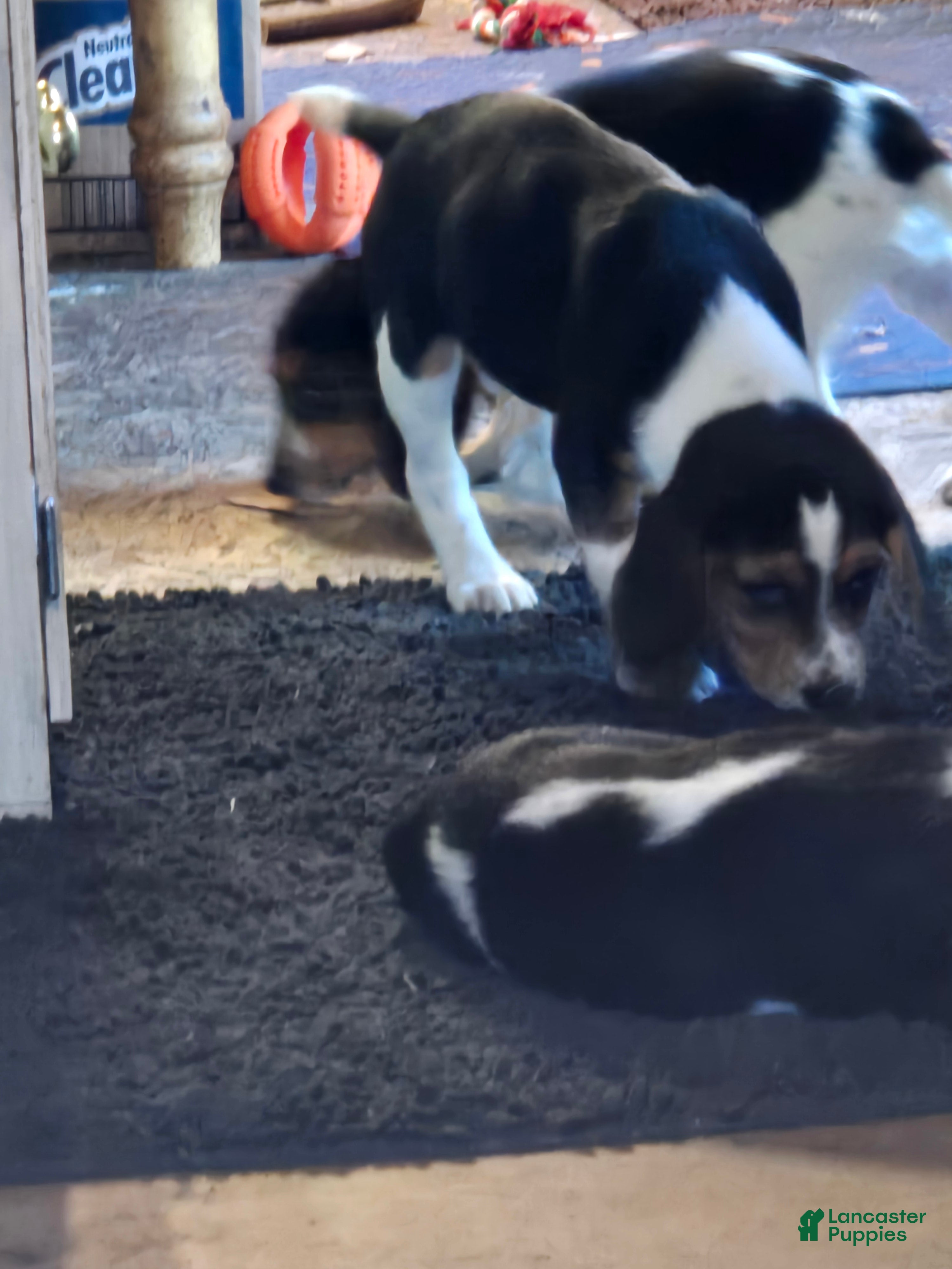 Beagle dogs Nikkie - Ad 2