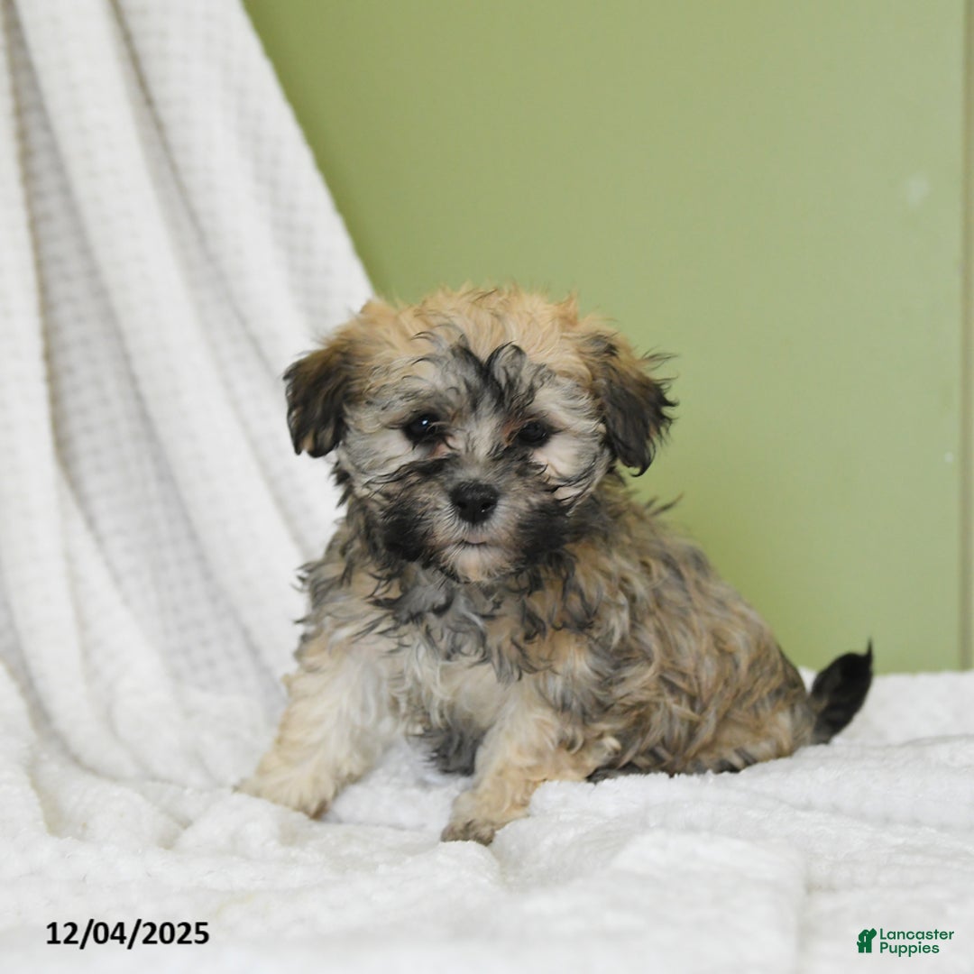 Havanese dogs for sale: Darla - Ad 2