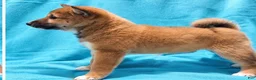 Shiba Inu dogs for sale: Sophi  - Ad 3