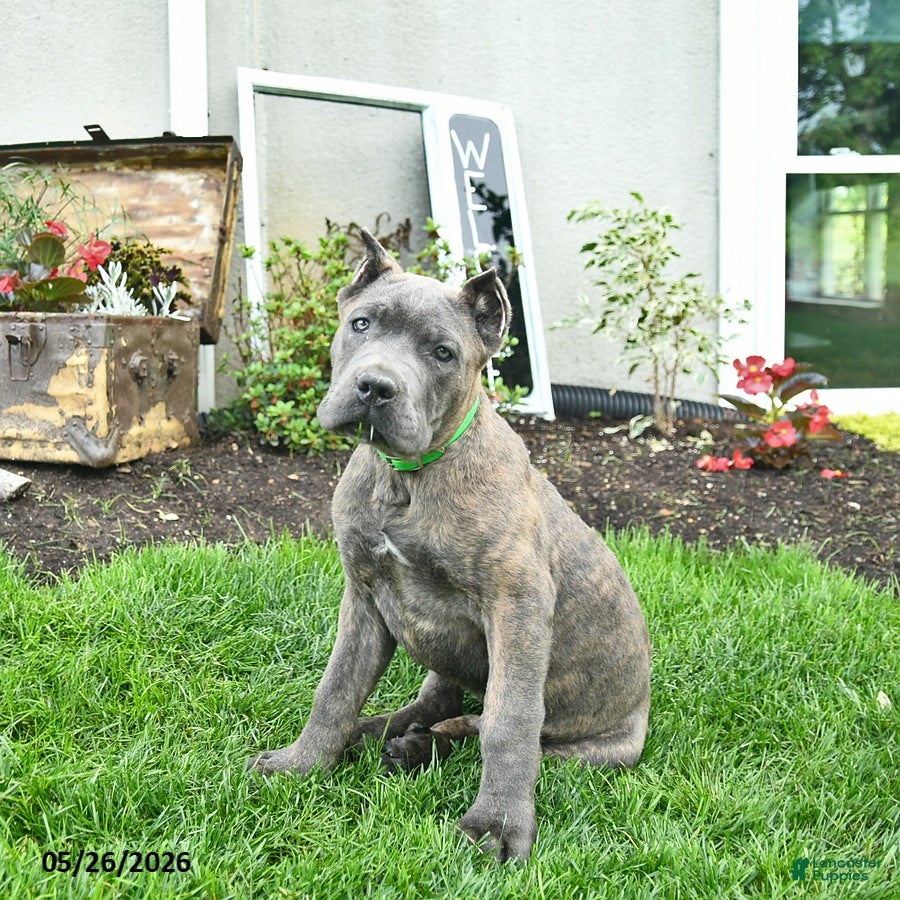 Cane Corso dogs Denver  - Ad 2