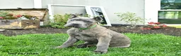 Cane Corso dogs for sale: Denver  - Ad 2