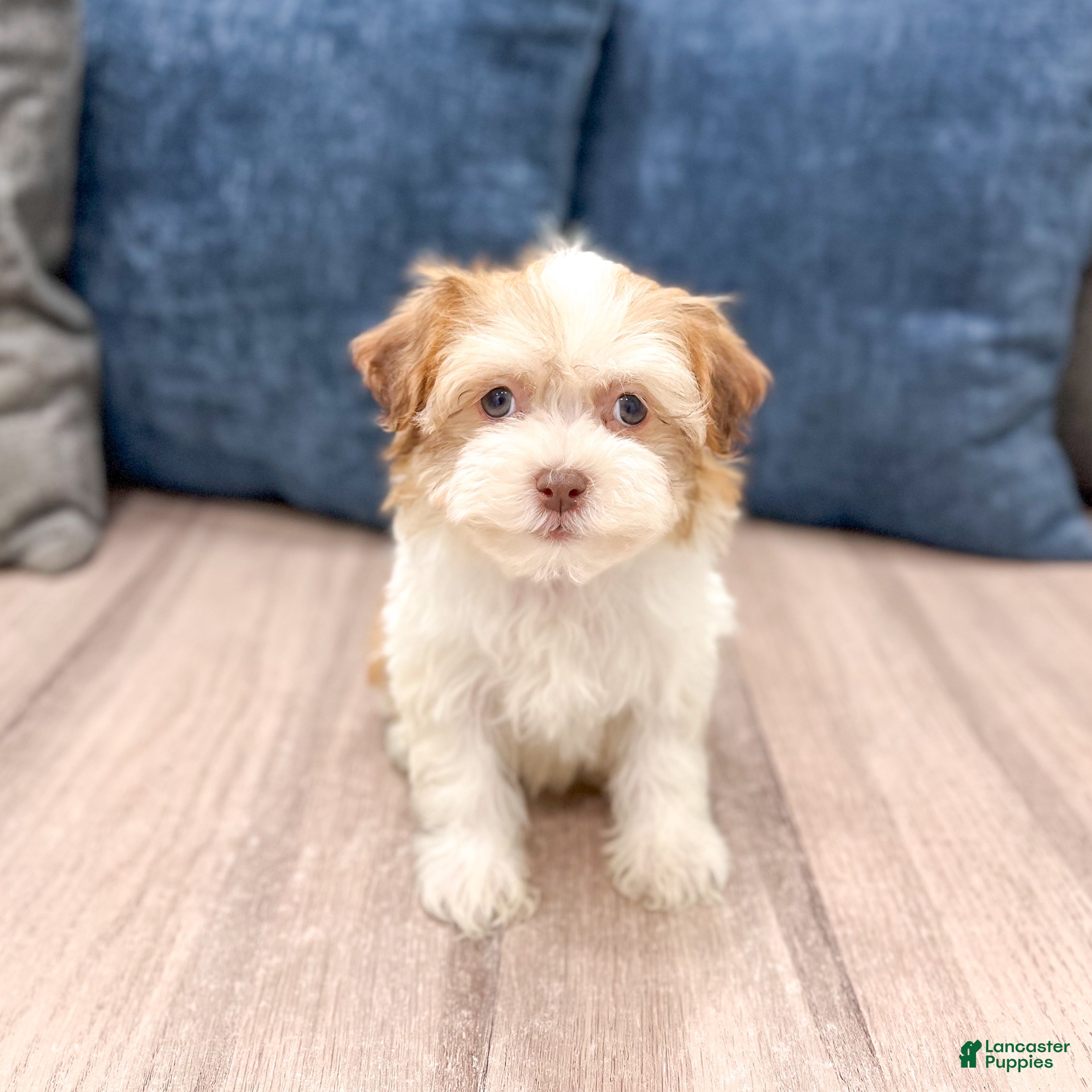 Havanese dogs Harvey - Ad 1