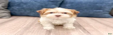 Harvey