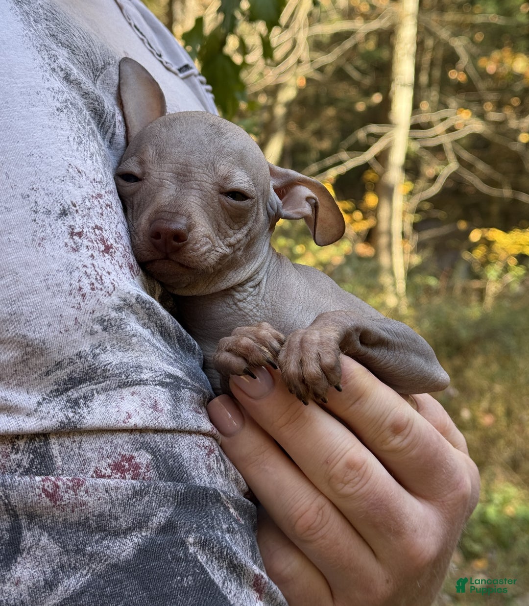 Mixed Breed dogs for sale: Cleopatra  - Ad 8