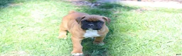 Boxer dogs for sale: Hunter - Ad 2