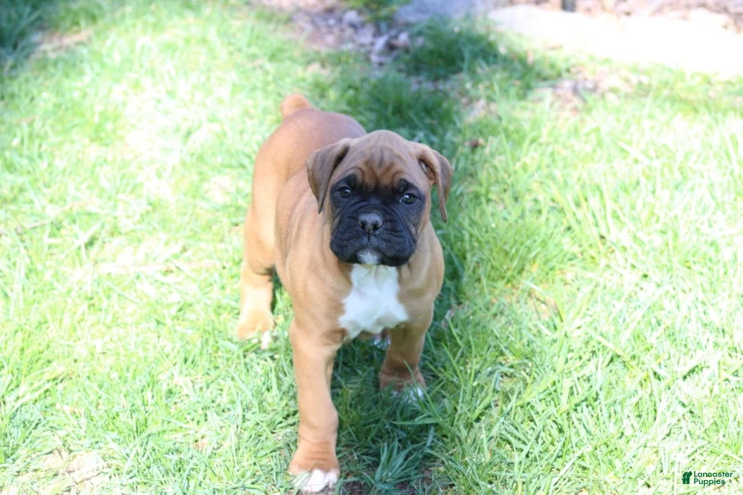 Boxer dogs for sale: Hunter - Ad 2