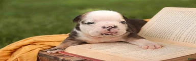 Riley English Bulldog 