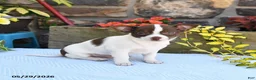 Chihuahua dogs for sale: Promise - Ad 5