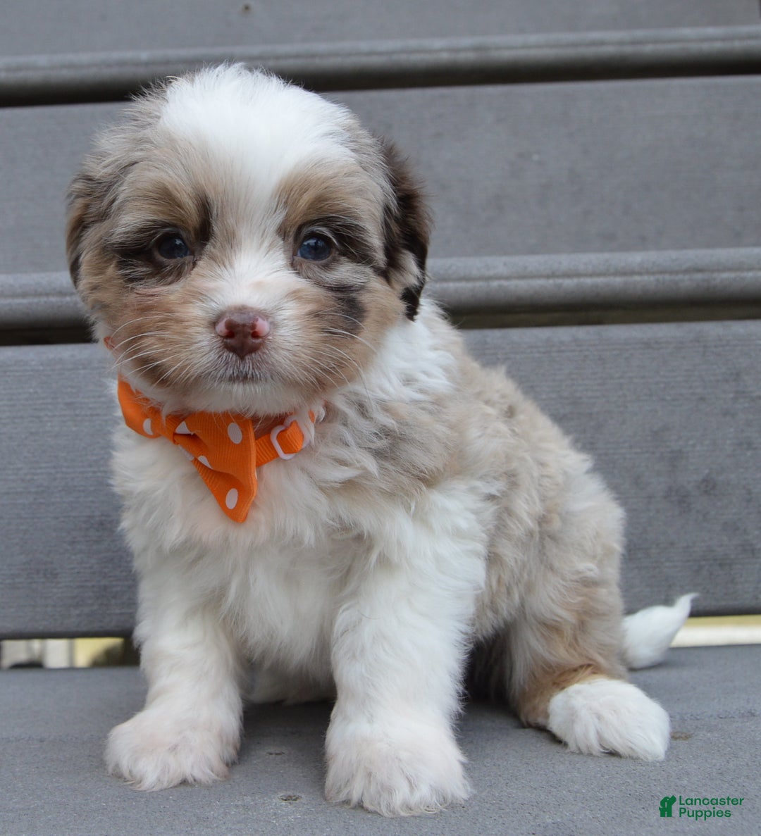 Mini Aussiedoodle dogs for sale: Toy Axel - Ad 8